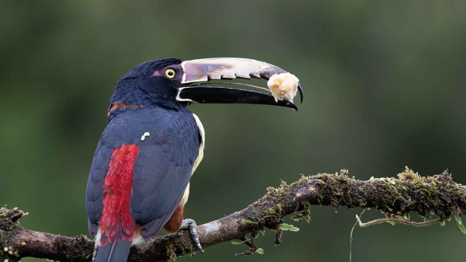 Collared Aracari